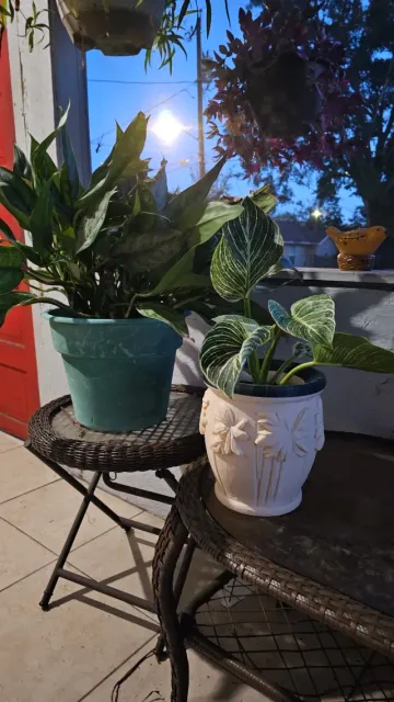 Planter Pot — Image 9 of 9