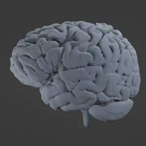 Human Brain