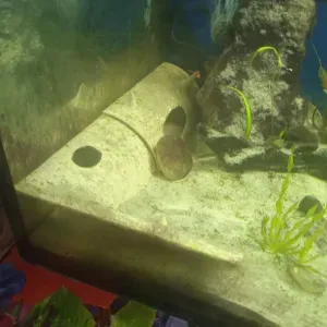 Hollow log in the aquarium