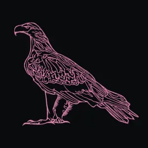 Australian Wedge Tail Eagle
