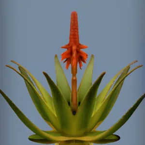 Aloe Plant