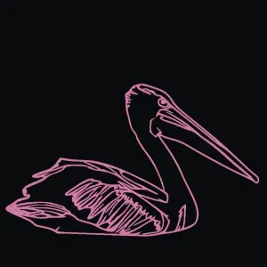 Pelican Swimming