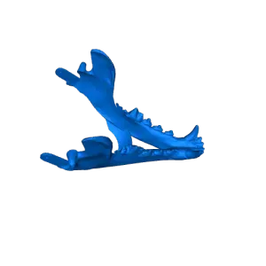 Grey Wolf Skull
