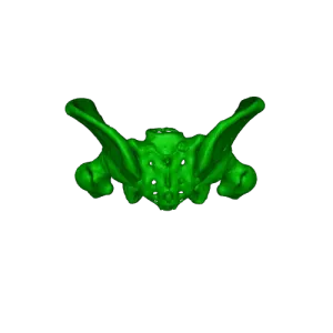 Male Pelvis