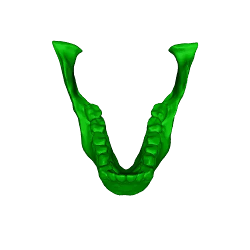 Australopithecus afarensis Skull - Educational Model & Stand — Image 8 of 9