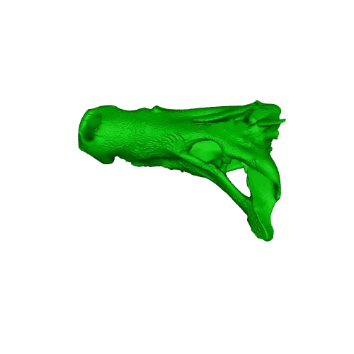Baru (fossil crocodilian) Skull — Image 7 of 7