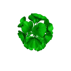 geranium