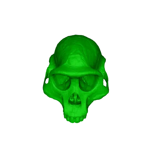 Australopithecus afarensis Skull - Educational Model & Stand — Image 7 of 9