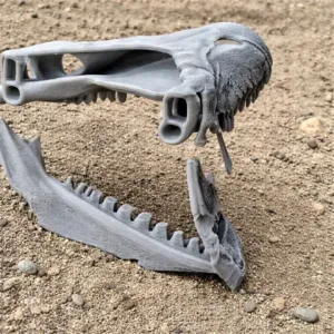 Arenysaurus Skull - Skull Replica STL