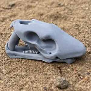 Saurechinodon Skull - Skull Replica STL